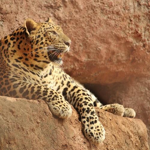 The leopard