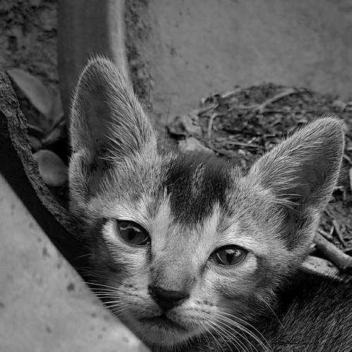 cute cat