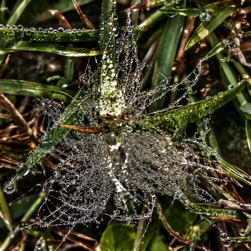 PEARLS ON FIELD