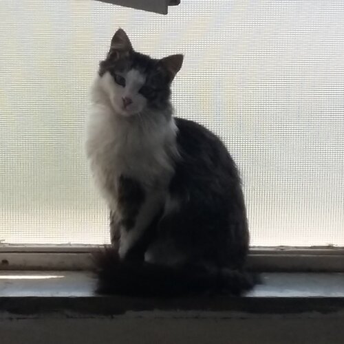 My beautiful cat