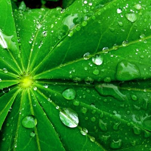 Something Green