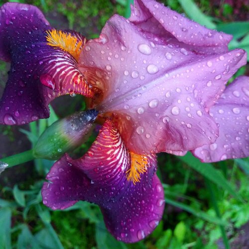 PURPLE MAGIC