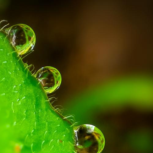 Water drops