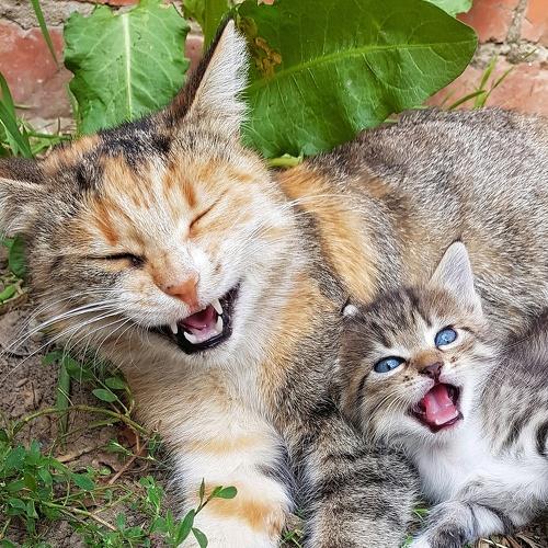 Кошачий хохот