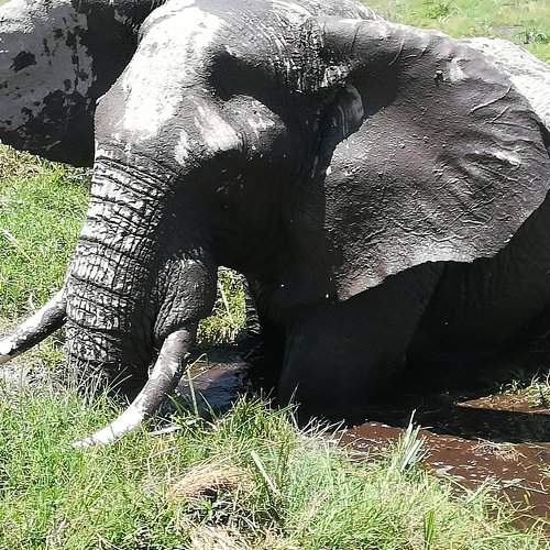 Jumbo Elephant