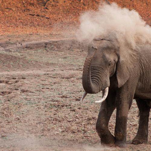 dusting elephant
