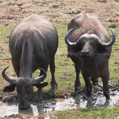small heard of buffalo drinking water.