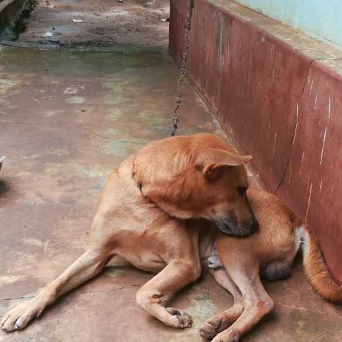 Dog