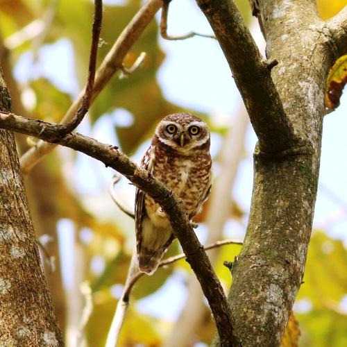 ID: The Spotted Owlet.
