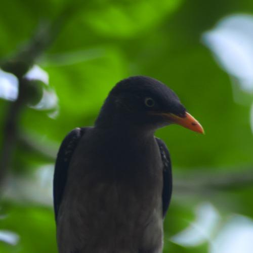 Bird Pho