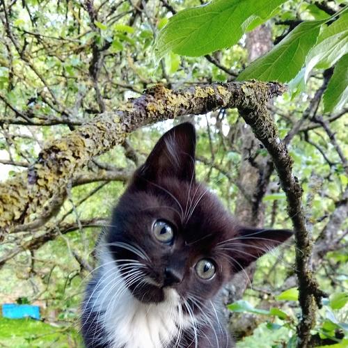 Кот на дерево залез, но обратно слезть не смог.