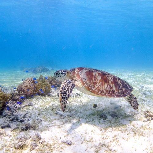 Balicasag's Sea Turtle