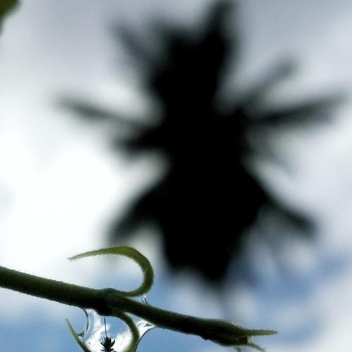 Natural Lens