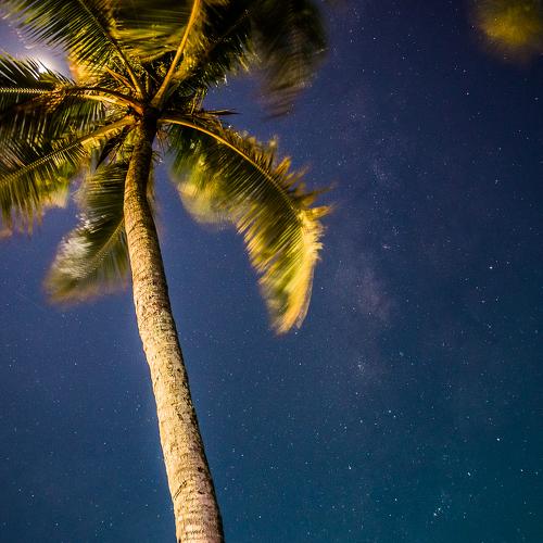 Tropic nights