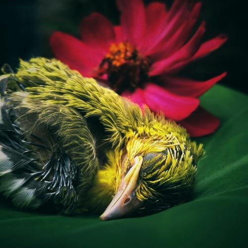 Resting for forever in nature's bed
