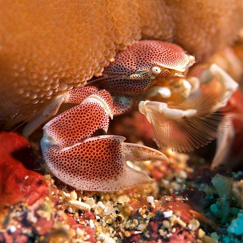 Porcelain crab feeding