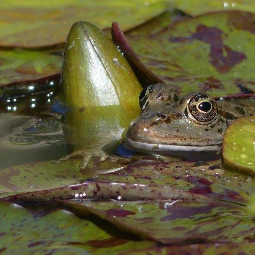 Frog