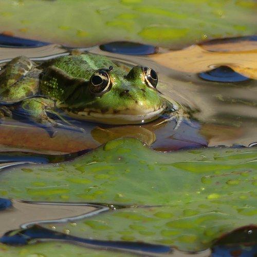 Green frog