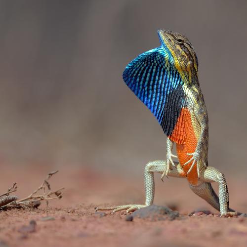 Fan throated lizard (Sitana ponticeriana)