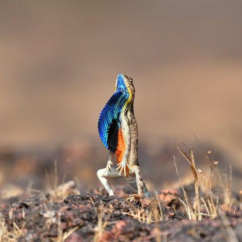 Romeo of grassland