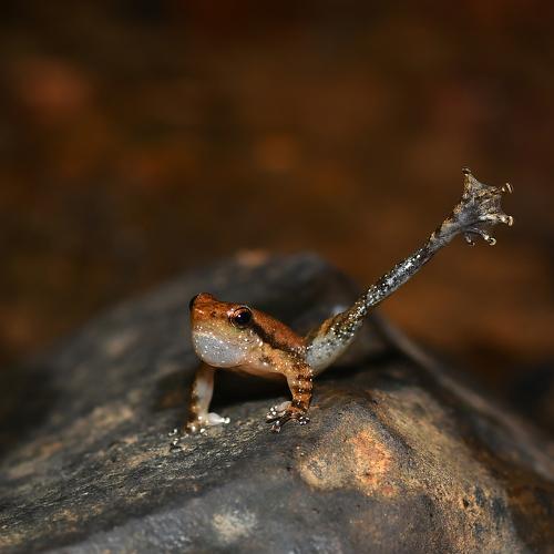 Dancing frog