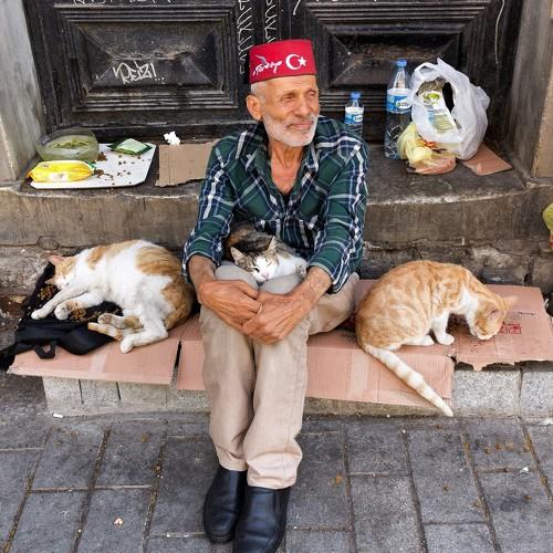 Kedi