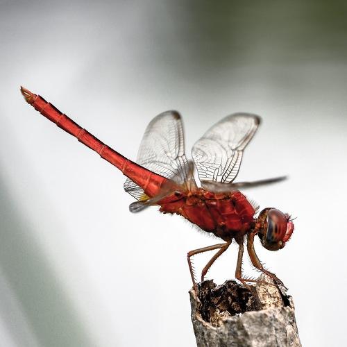The dragonfly