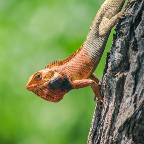 Oriental Garden Lizard waiting for prey to come