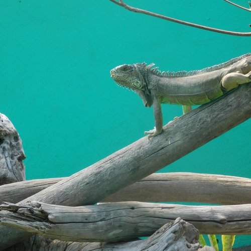 IGUANA