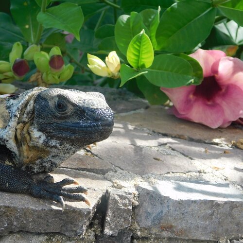 IGUANA PASEANTE