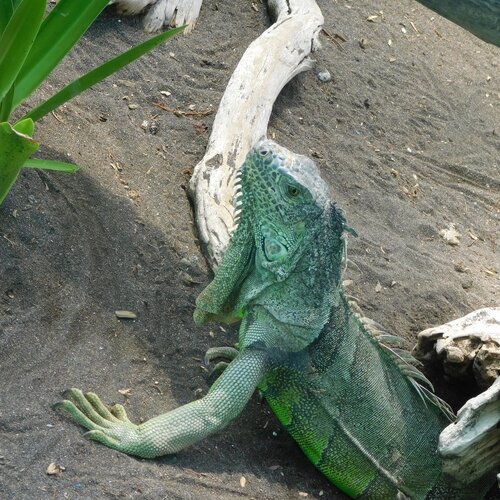 IGUANA DESCANSANDO