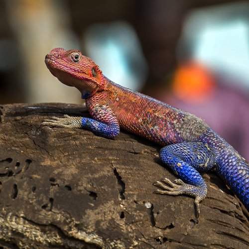 Rock Agama