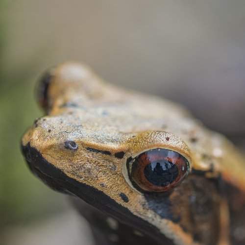 Malabar Frog