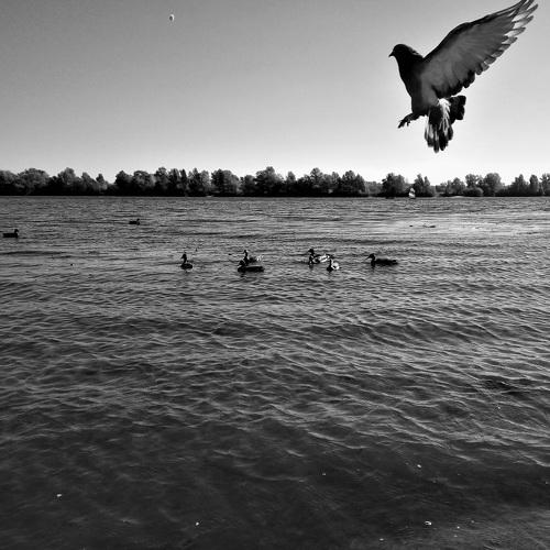 Nature of birds