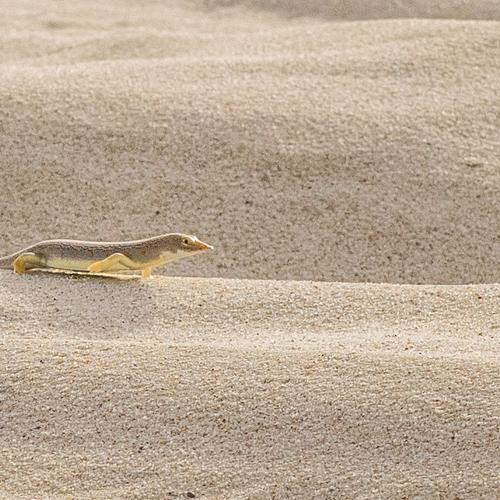 Sand fish