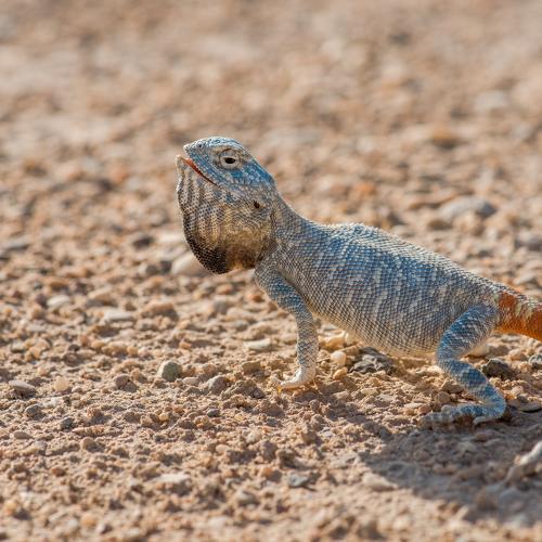 Yellow spotted agama