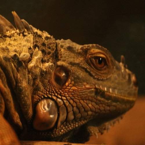 lizard