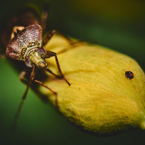 insect