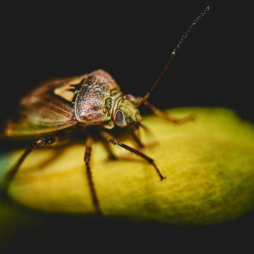 insect