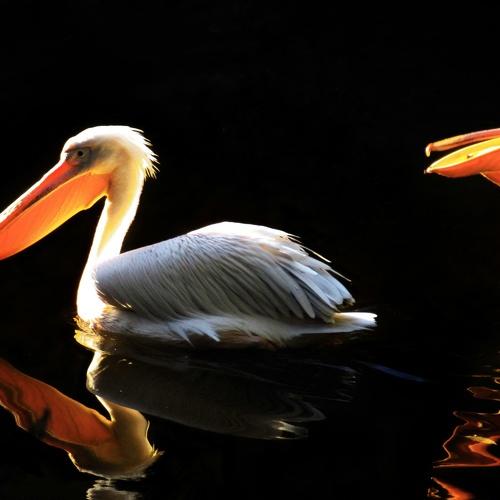 Reflection