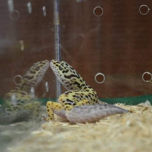 Gecko Lizards