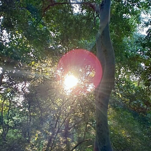 Sunshine