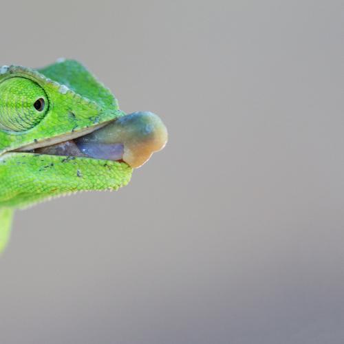 chameleon with tongue out