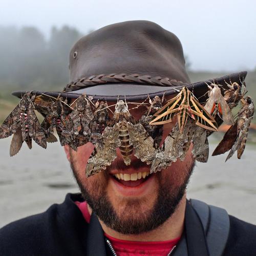 Hawk Moths Festival