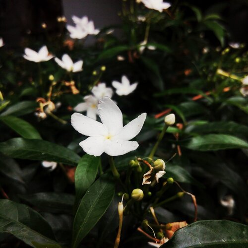 Plumeria