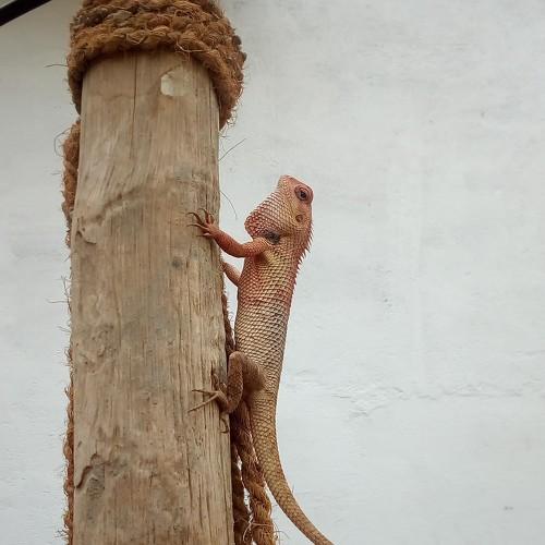 Male garden lizard