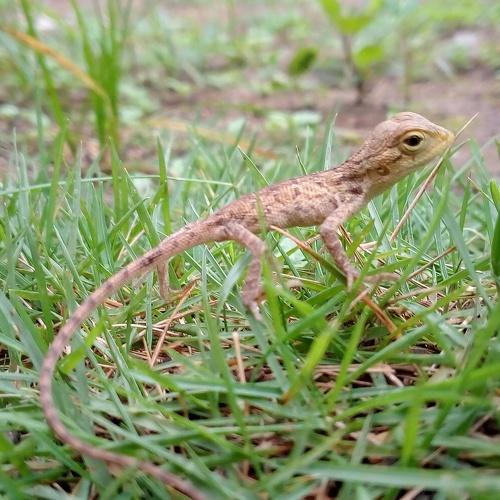 Little garden lizard