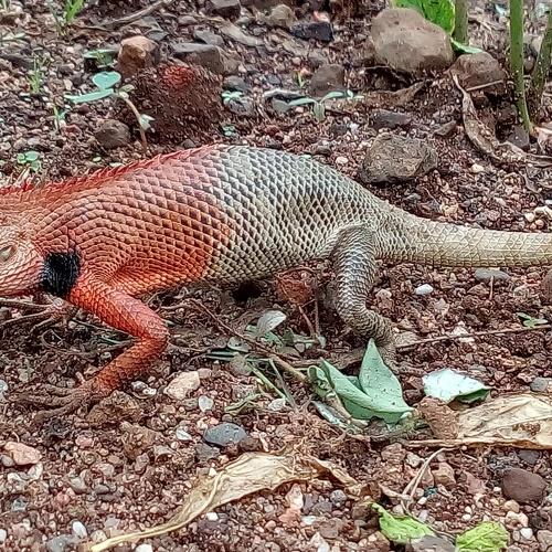 Female Gardan lizard