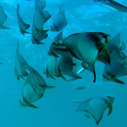 Batfish