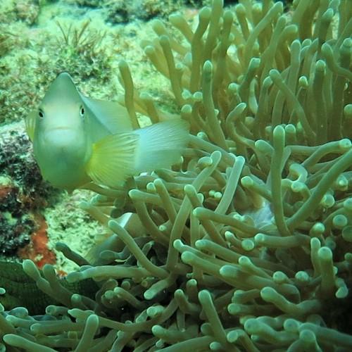 White Fish